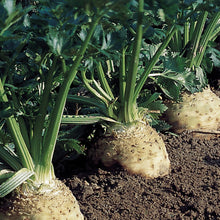 Load image into Gallery viewer, Celeriac Brilliant

