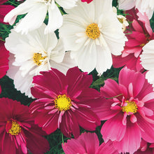 Load image into Gallery viewer, Unwins Cosmos Sunset Seed Bundle

