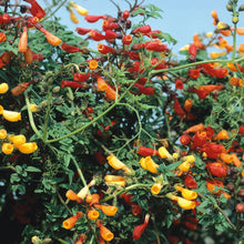 Load image into Gallery viewer, Eccremocarpus Fireworks
