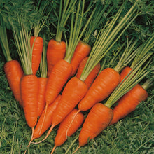 Load image into Gallery viewer, Unwins Pickling Veg Seed Bundle
