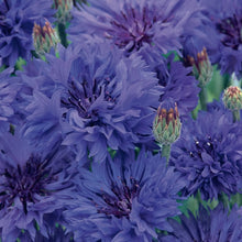 Load image into Gallery viewer, NH Cornflower
