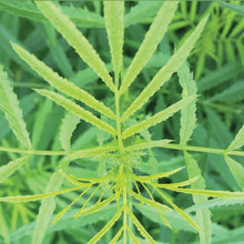 Load image into Gallery viewer, Herb Mexican Marigold
