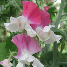Load image into Gallery viewer, Unwins Sweet Pea Seed Lovers Bundle
