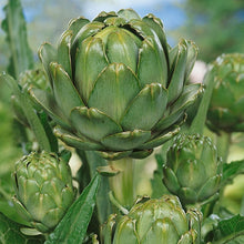 Load image into Gallery viewer, Artichoke Green Globe
