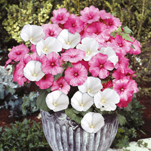 Load image into Gallery viewer, Lavatera Twins Mix
