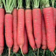 Load image into Gallery viewer, Carrot Redsun F1
