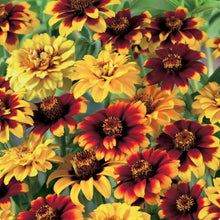 Load image into Gallery viewer, Zinnia Old Mexico
