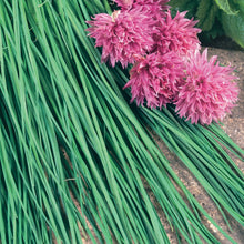 Load image into Gallery viewer, Herb Chives Fine Leaved
