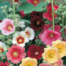Load image into Gallery viewer, Hollyhock Country Dream Mix
