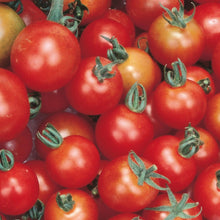 Load image into Gallery viewer, Little Growers Tomato Cherry Sweet Million
