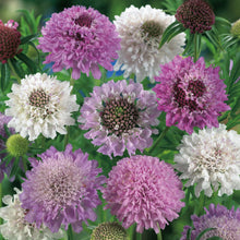 Load image into Gallery viewer, Scabious Pincushion Mix
