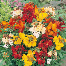 Load image into Gallery viewer, Wallflower Bedder Mix
