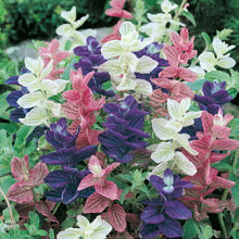 Load image into Gallery viewer, Clary Claryssima

