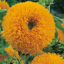 Load image into Gallery viewer, Little Growers Sunflower Teddy Bear
