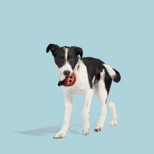 Load image into Gallery viewer, Bark Wild Boris Dog Toy
