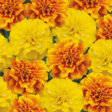 Load image into Gallery viewer, Marigold (French) Citrus Mix
