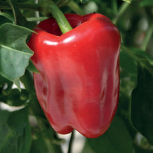 Load image into Gallery viewer, Pepper (Sweet) Red Bell F1
