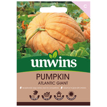 Load image into Gallery viewer, Pumpkin Atlantic Giant
