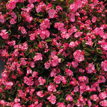 Load image into Gallery viewer, Begonia Super Cool Pink F1
