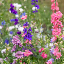 Load image into Gallery viewer, Larkspur Unwins Special Mix
