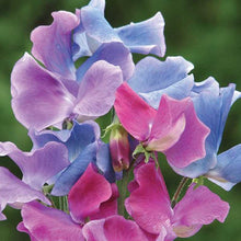 Load image into Gallery viewer, Sweet Pea Blue Shift
