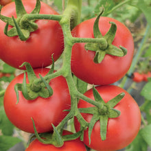 Load image into Gallery viewer, Unwins Seeds - Organic
