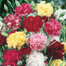 Load image into Gallery viewer, Carnation Early Flowering Mix
