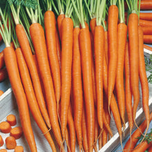 Load image into Gallery viewer, Carrot Sugarsnax 54 F1
