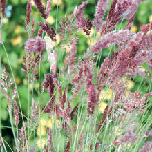 Load image into Gallery viewer, Ornamental Grass Melinis Karoo Queen
