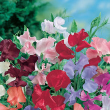 Load image into Gallery viewer, Sweet Pea Old Fashioned Mix
