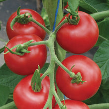 Load image into Gallery viewer, Unwins Seeds - Organic
