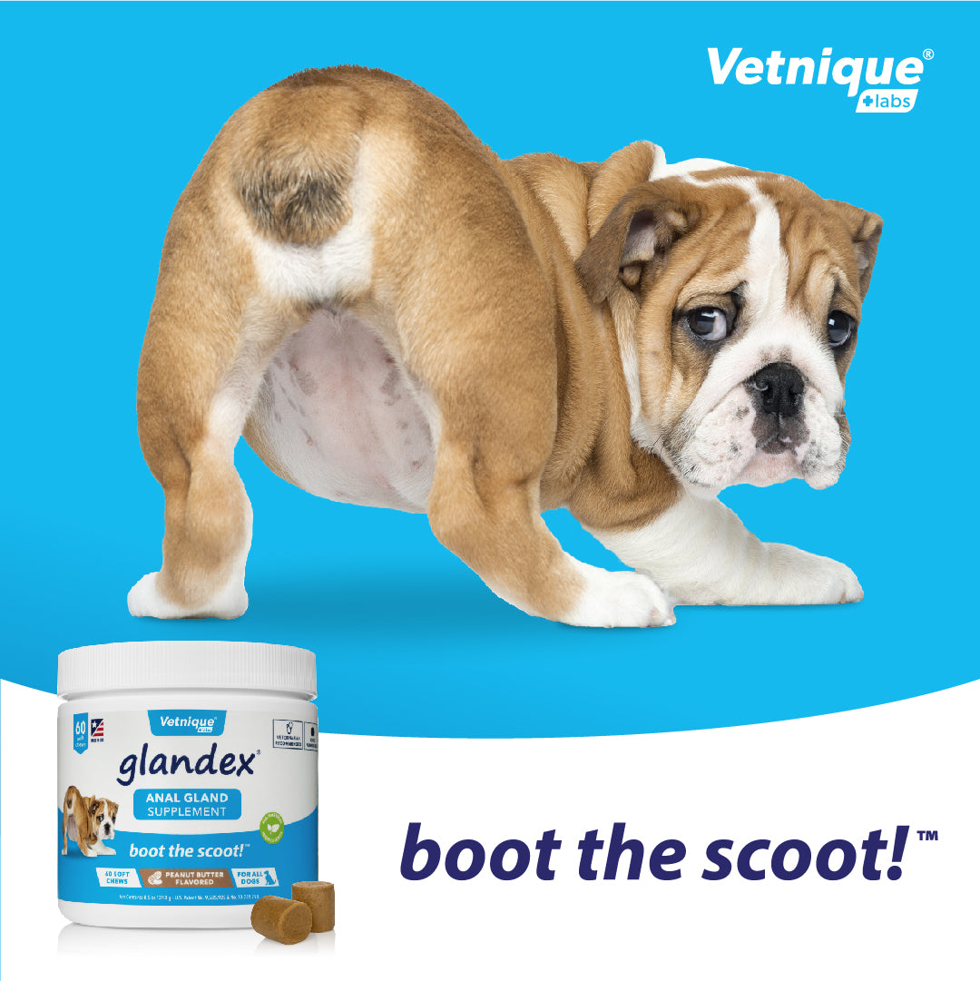 Glandex Soft Peanut Butter Chews For Anal Gland Problems In Cats Dogs 60  Pack