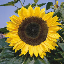 Load image into Gallery viewer, Sunflower Giant Single

