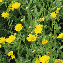 Load image into Gallery viewer, NH Corn Marigold
