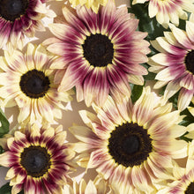 Load image into Gallery viewer, Unwins Sunflower Seed Bundle
