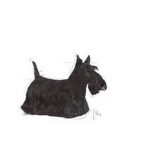 Load image into Gallery viewer, Royal Canin CCN Mini Dermacomfort 8kg
