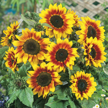 Load image into Gallery viewer, Sunflower Firecracker F1
