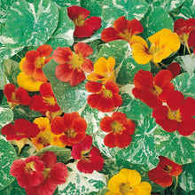 Load image into Gallery viewer, Nasturtium Alaska Mix
