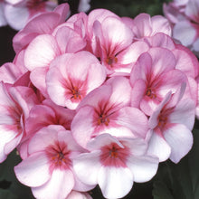 Load image into Gallery viewer, Geranium Horizon Star
