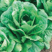 Load image into Gallery viewer, Lettuce (Cos) Lobjoits Green
