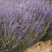 Load image into Gallery viewer, Unwins Perennial Flowers Seed Bundle
