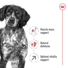 Load image into Gallery viewer, Royal Canin Medium Adult 7+ Dry Dog Food 1 x 15Kg
