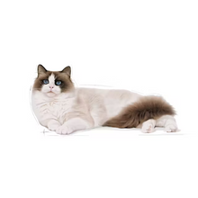Load image into Gallery viewer, Royal Canin Ragdoll Cat Food

