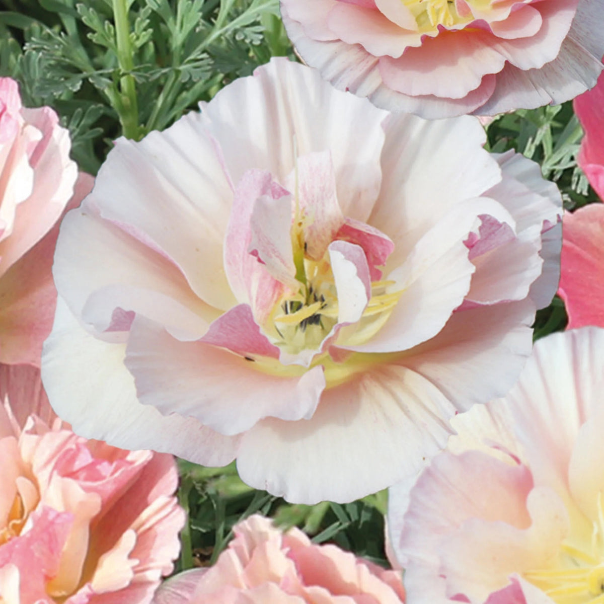 Poppy (Californian) Frilled Rose | Direct4Pet