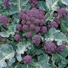 Load image into Gallery viewer, Broccoli Early Purple Sprouting
