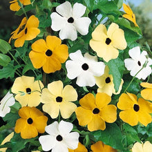 Load image into Gallery viewer, Black Eyed Susan Susie Mix
