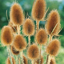Load image into Gallery viewer, NH Teasel Winter Bouquet
