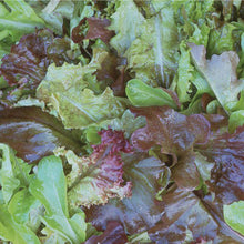 Load image into Gallery viewer, Unwins Cut-and-Come-Again Salad Seed Bundle
