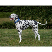 Load image into Gallery viewer, Twiggy Tags Awareness Collar
