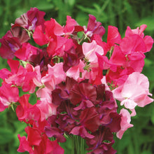 Load image into Gallery viewer, Sweet Pea Berry Kiss
